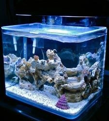 Bent Glass Aquarium